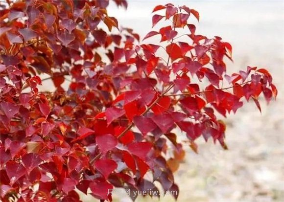 園林景觀(guān)中的12個(gè)紅葉苗木有哪些？(圖6)