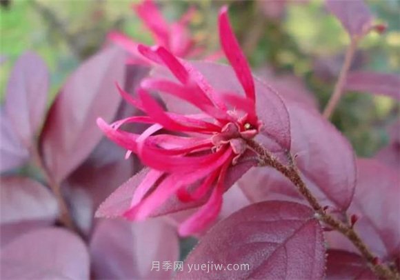 園林景觀(guān)中的12個(gè)紅葉苗木有哪些？(圖1)