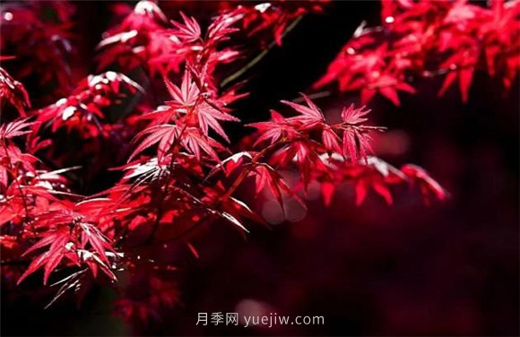 園林景觀(guān)中的12個(gè)紅葉苗木有哪些？(圖3)