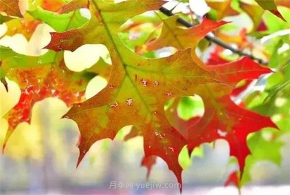 園林景觀(guān)中的12個(gè)紅葉苗木有哪些？(圖8)