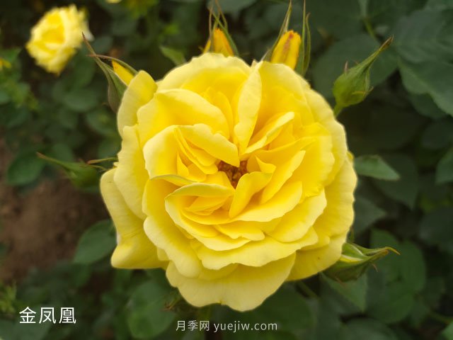 金鳳凰，綠化工程選擇黃色大花月季(圖1)