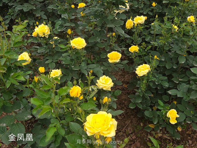 金鳳凰，綠化工程選擇黃色大花月季(圖3)