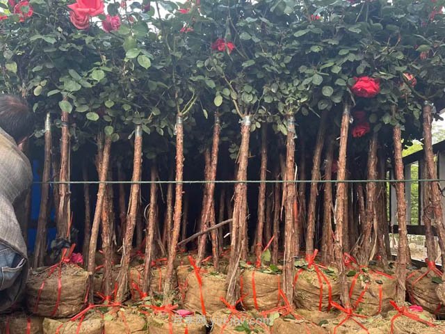 為什么栽植兩年后的苗木會(huì )出現小枯枝？(圖1)