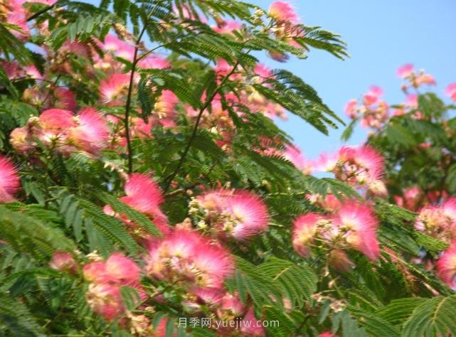 合歡樹(shù)是不是優(yōu)美易種的園林綠化樹(shù)種？(圖1)
