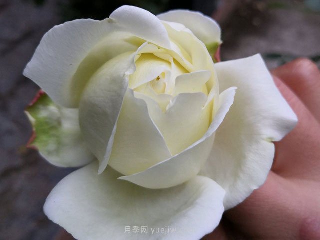 伊芙白法師伯爵月季的優(yōu)缺點(diǎn)是什么？(圖1)
