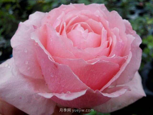 迷人的罩杯月季的優(yōu)缺點(diǎn)是什么？(圖1)