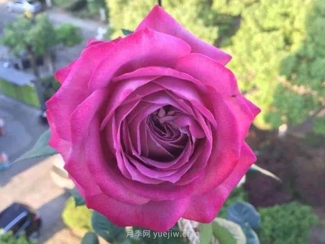杯狀藍眼月季的優(yōu)缺點(diǎn)是什么？(圖1)