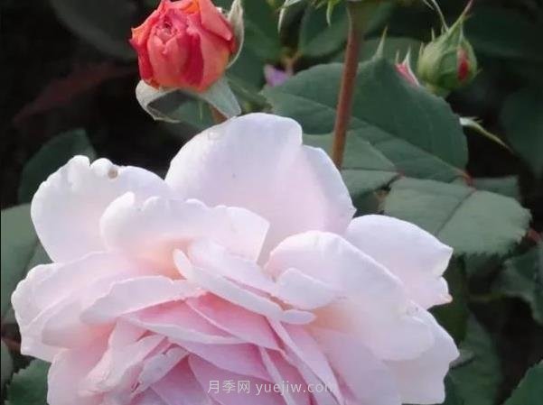 哪些月季耐寒？10大耐寒的藤本月季品種推薦(圖8)