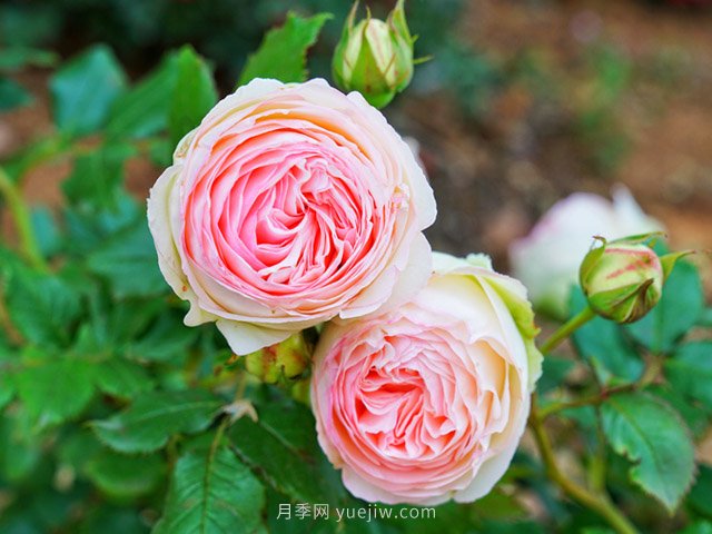 月季花卉生長(cháng)的五個(gè)重要因素(圖1)