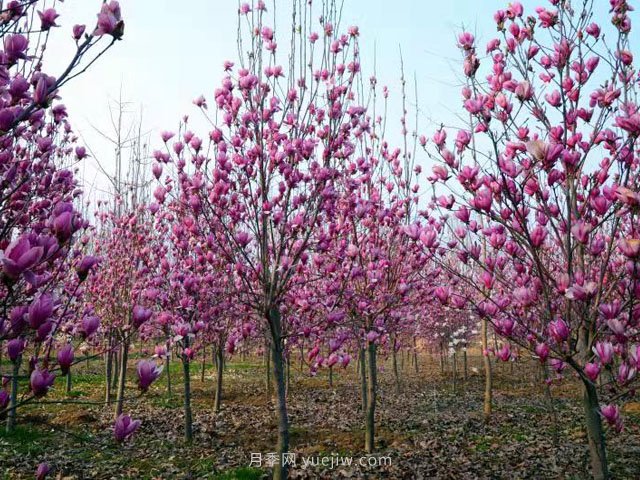 南陽(yáng)玉蘭花養殖技術(shù)(圖1)