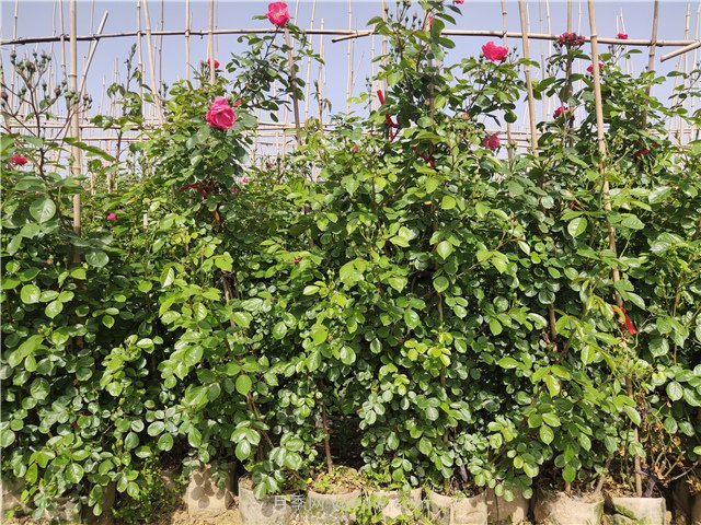 夏季月季花木苗圃養護管理指南(圖1)