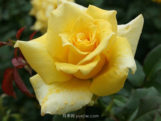 養花的十大好處，愛(ài)花的你一定要看！(圖1)