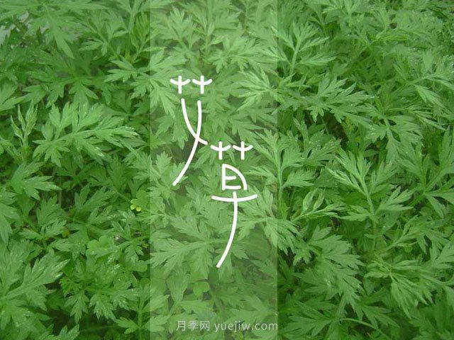 南陽(yáng)鎮平：艾草飄香致富路(圖1)