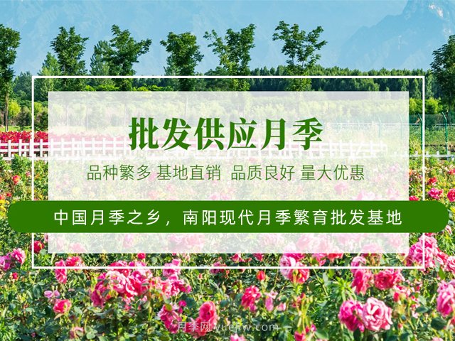 月季網(wǎng)：月季的修剪技術(shù)總結(圖2)