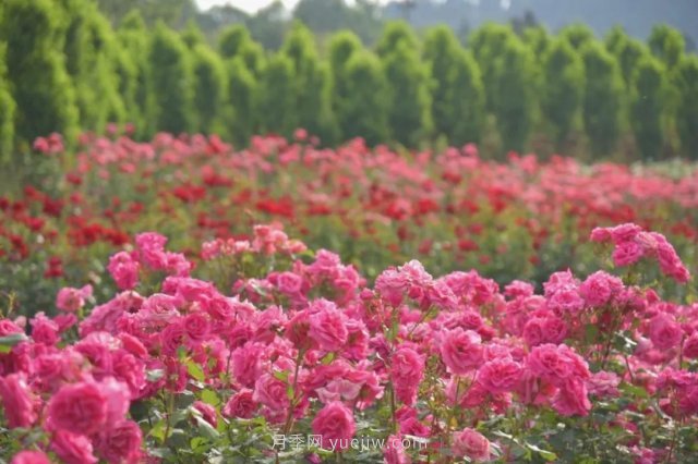 月季打造美麗鄉村，南陽(yáng)月季美化衢州鄉村振興之路(圖1)