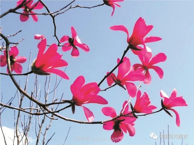 玉蘭新品種，走出宜昌五峰的紅花玉蘭(圖1)