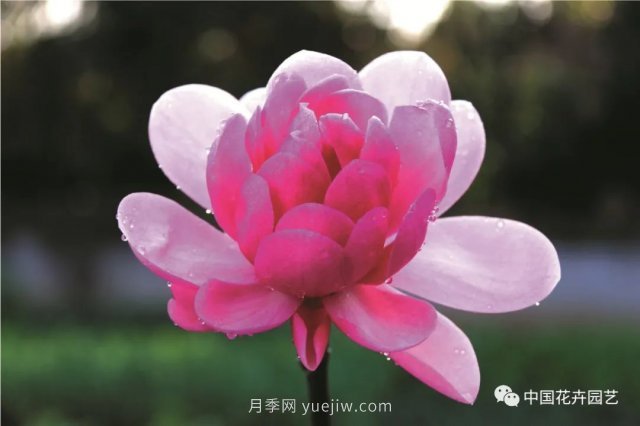 玉蘭新品種，走出宜昌五峰的紅花玉蘭(圖3)