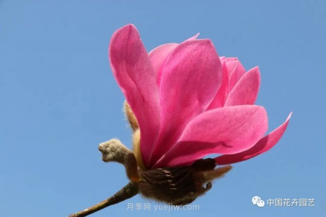 玉蘭新品種，走出宜昌五峰的紅花玉蘭(圖2)