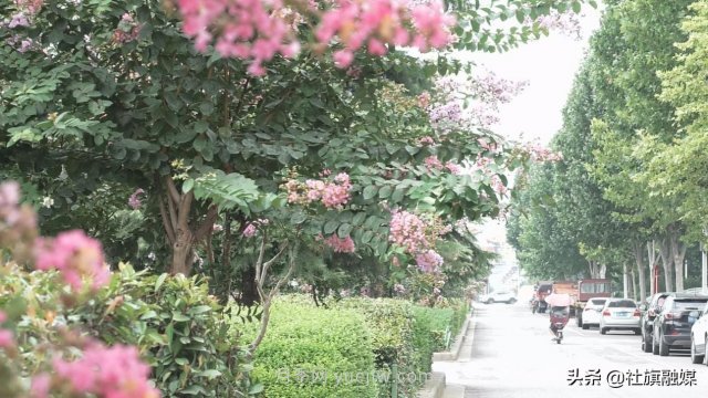 南陽(yáng)社旗：紫薇花開(kāi)香滿(mǎn)城(圖1)