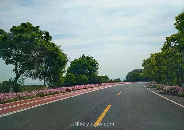 2021年城鄉道路綠化主要選用這些苗木(圖3)