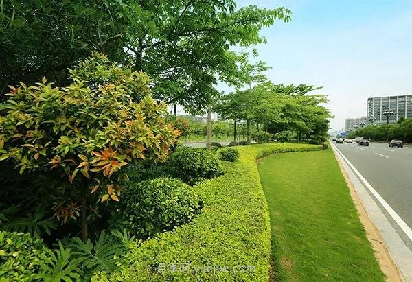 2021年城鄉道路綠化主要選用這些苗木(圖2)