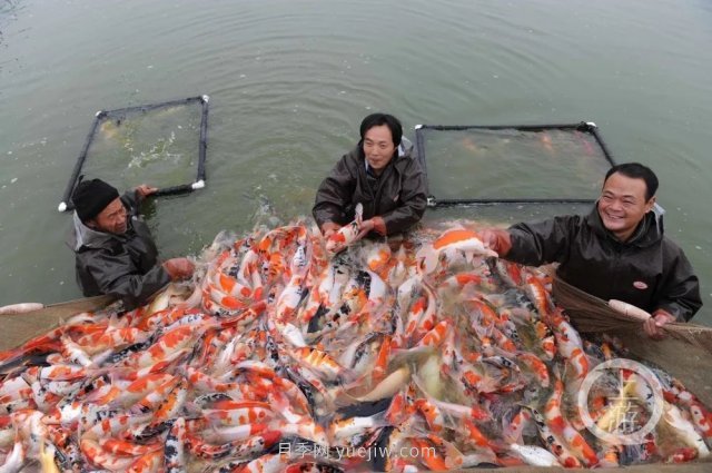 南陽(yáng)鎮平：“中國錦鯉**村”的三代養魚(yú)人(圖3)
