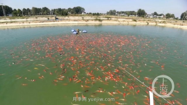 南陽(yáng)鎮平：“中國錦鯉**村”的三代養魚(yú)人(圖1)