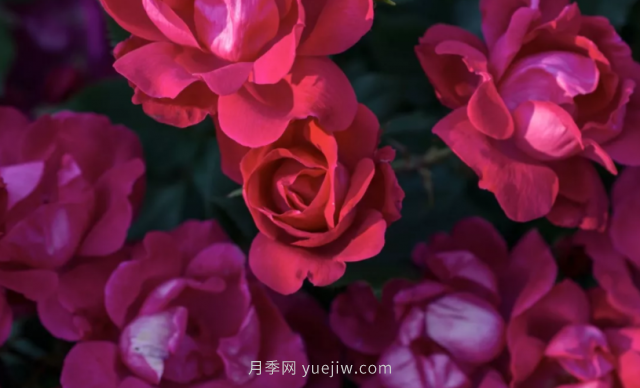 絕代佳人月季系列，這5個(gè)低維護月季到底什么來(lái)頭？(圖1)