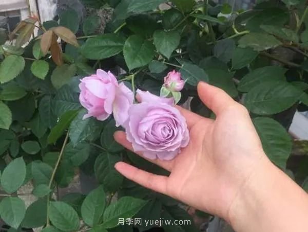 紫色系藤本月季都有哪些？(圖8)
