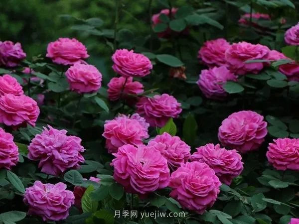 紫色系藤本月季都有哪些？(圖5)