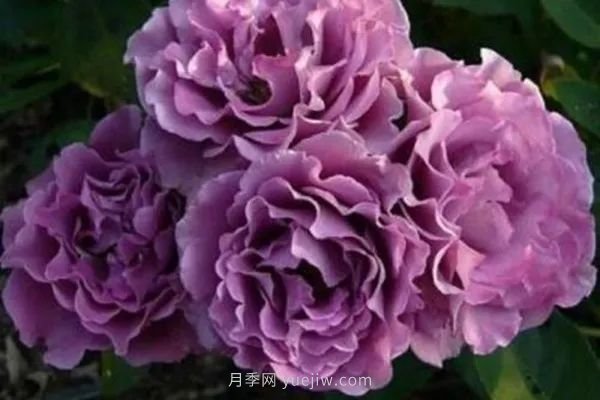 紫色系藤本月季都有哪些？(圖1)