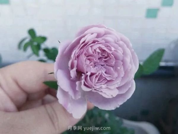 紫色系藤本月季都有哪些？(圖2)