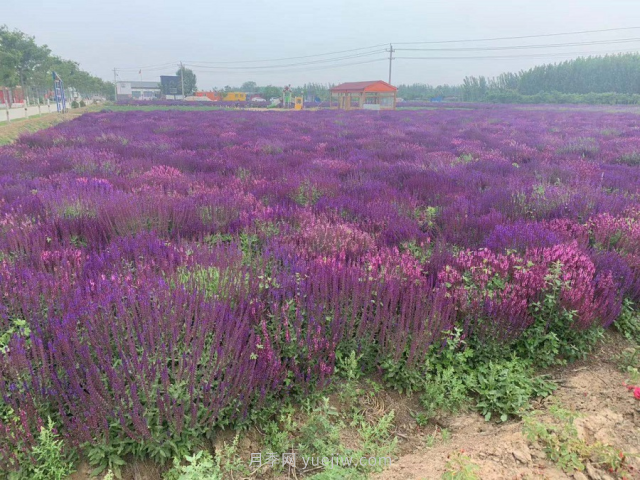 聊城芳香文化博覽園，鄉村振興巾幗示范基地(圖4)