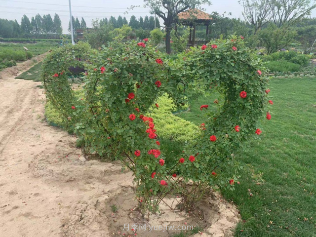 聊城芳香文化博覽園，鄉村振興巾幗示范基地(圖2)