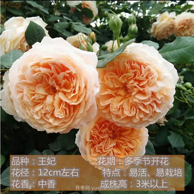 炎炎夏日有花香，推薦四款比較香的月季(圖4)