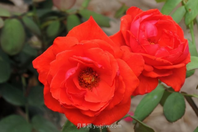 炎炎夏日有花香，推薦四款比較香的月季(圖3)