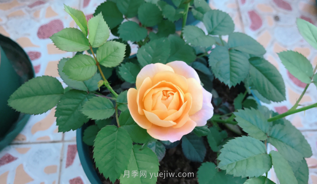 7月月季常爆發(fā)這3種蟲(chóng)害，對癥下藥無(wú)煩惱(圖1)