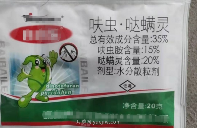 7月月季常爆發(fā)這3種蟲(chóng)害，對癥下藥無(wú)煩惱(圖7)