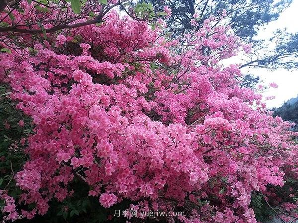 各地賞花經(jīng)濟興起，這些月季苗木又火了一把(圖2)