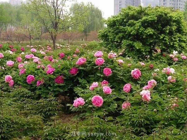 各地賞花經(jīng)濟興起，這些月季苗木又火了一把(圖4)