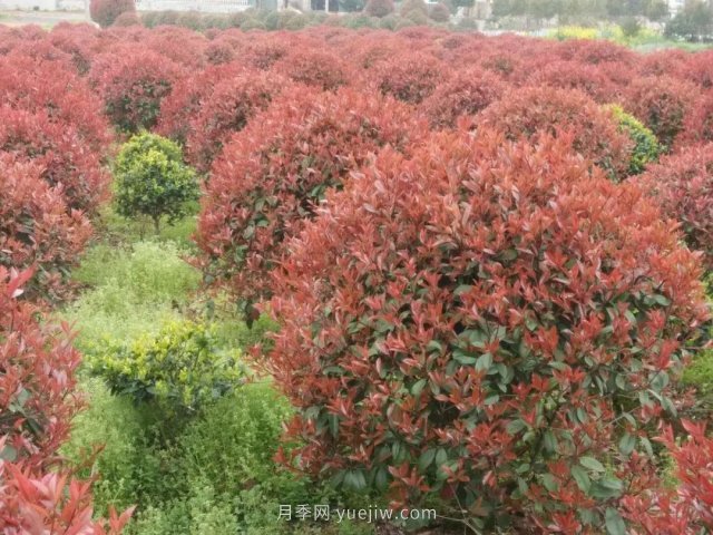 苗木從業(yè)者的新選擇，這積累花木受歡迎(圖5)