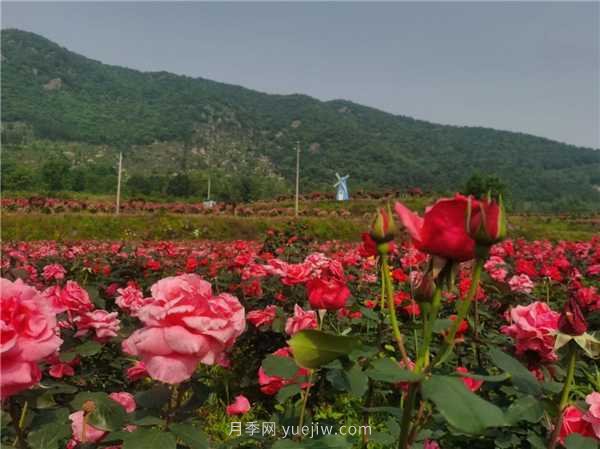 信陽(yáng)羅山：美麗鄉村綻放月季“美麗經(jīng)濟”(圖2)