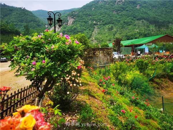 信陽(yáng)羅山：美麗鄉村綻放月季“美麗經(jīng)濟”(圖1)