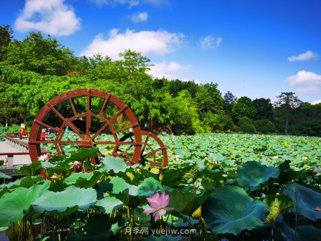 南寧青秀山景區推出水生花卉觀(guān)賞季(圖2)