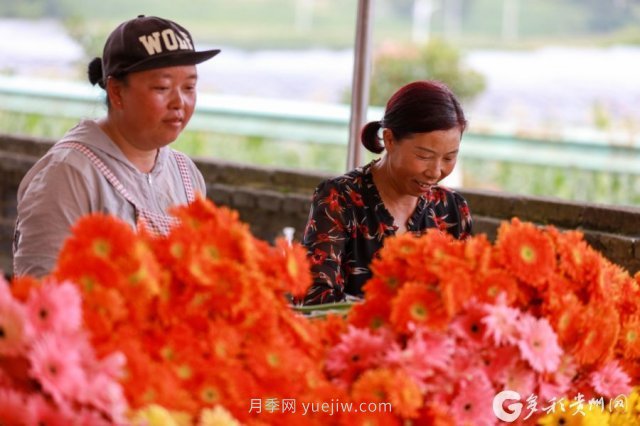 貴州黔西：發(fā)展鮮花產(chǎn)業(yè) 助力鄉村振興(圖2)