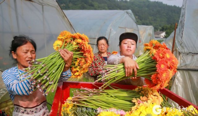 貴州黔西：發(fā)展鮮花產(chǎn)業(yè) 助力鄉村振興(圖3)