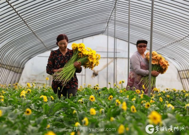 貴州黔西：發(fā)展鮮花產(chǎn)業(yè) 助力鄉村振興(圖1)