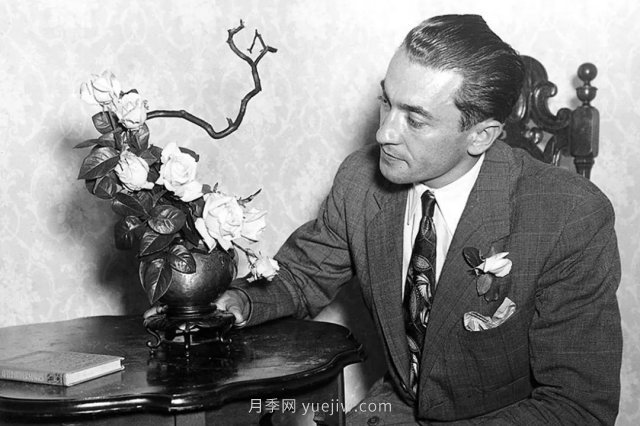 全世界每一個(gè)月季品種園里，都會(huì )有一種和平月季寧靜祥和地盛開(kāi)(圖2)