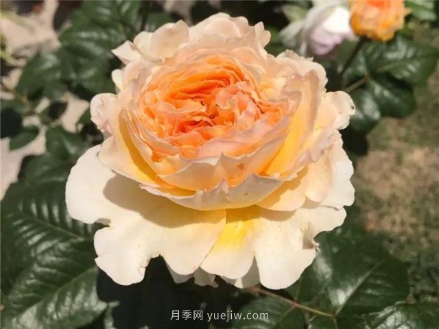 夏天隨便養，20個(gè)不怕熱的耐熱月季品種推薦(圖4)