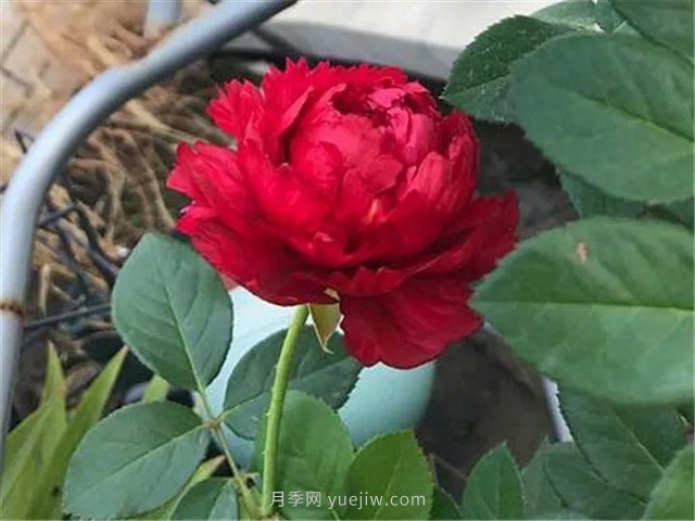 夏天隨便養，20個(gè)不怕熱的耐熱月季品種推薦(圖16)